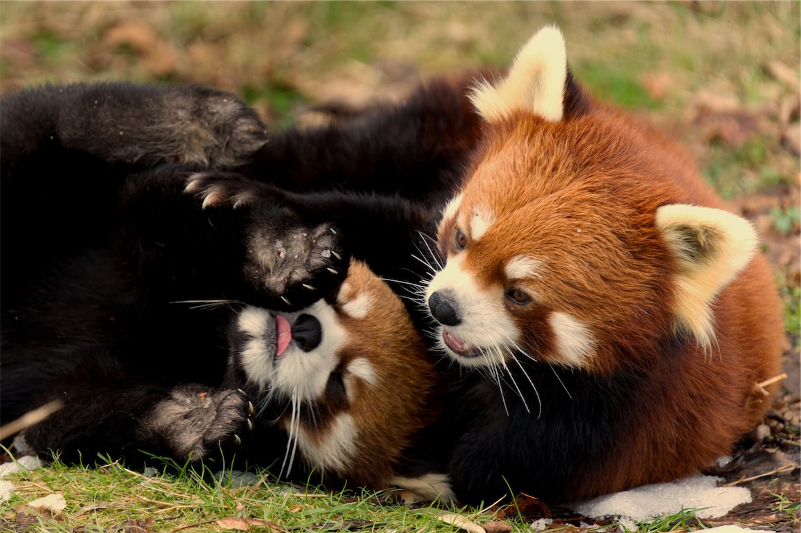 Red Panda 3 0304